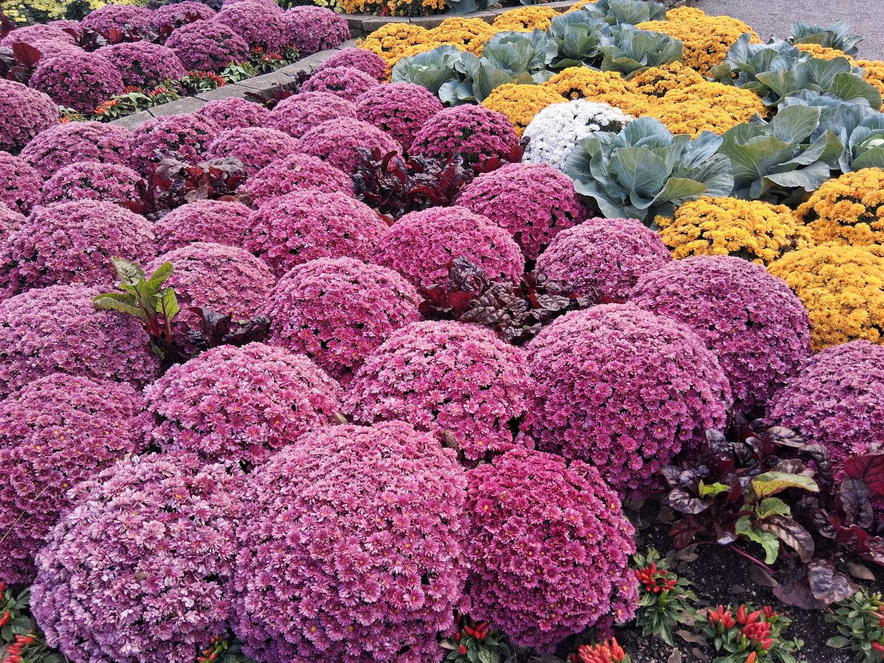 colorful flower beds idea